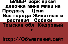 БИВЕР йорк яркая девочка мини мини на Продажу! › Цена ­ 45 000 - Все города Животные и растения » Собаки   . Томская обл.,Кедровый г.